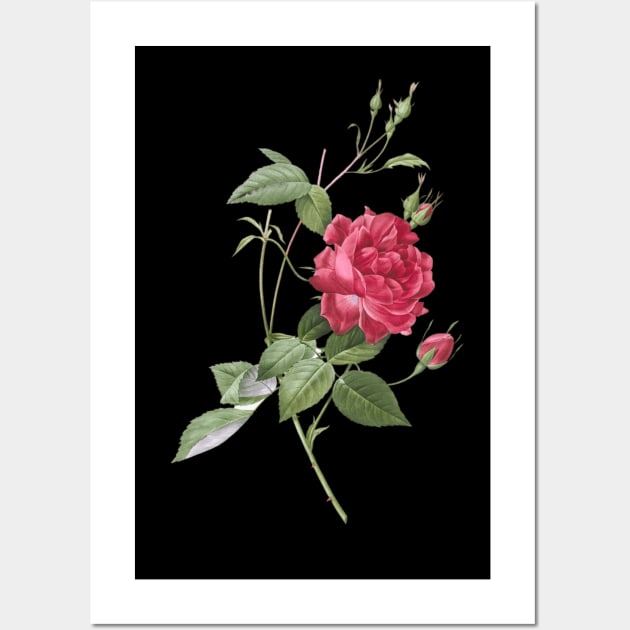 Blood-Red Bengal Rose Wall Art by Storing